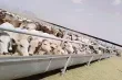 ازمة الجفاف تفتك بالثروة الحيوانية في السودان وخسائر فادحة تهدد المربين