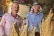 مهنة صناعة مكانس القش في فلسطين تقاوم الاندثار بين التراث والواقع