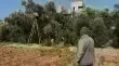 انهيار قطاع الزيتون في غزة تحت وطأة الحرب وتجريف البساتين