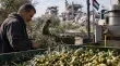 تلاشي موسم الزيتون في غزة تحت وطاة التجريف والحرب