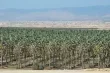 تاثير القيود الاوروبية على صادرات المستوطنات في الاقتصاد الاسرائيلي