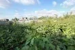 مزارعو بيت لاهيا يتحدون الموت لإحياء الاراضي الزراعية المدمرة