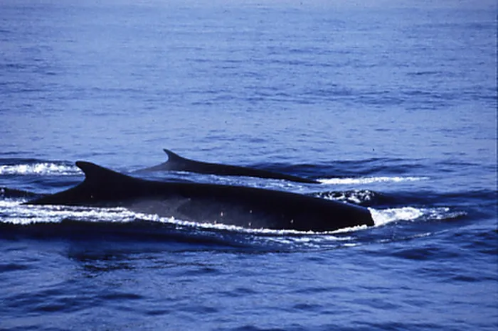 أيسلندا تستأنف صيد الحيتان ذات الزعانف وتطالب بسرعة قتلها للحد من آلامها